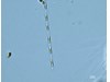 Photo of Leptocylindrus minimus